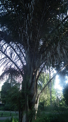 Raphia australis