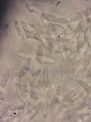 Sphaerellopsis filum