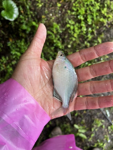 Grootvin-bittervoorn (Acheilognathus macropterus) — Cyprinidae — 3
