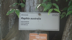 Raphia australis