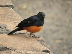 Thamnolaea cinnamomeiventris