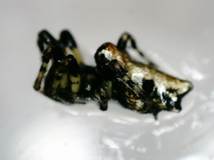Cyclosa insulana