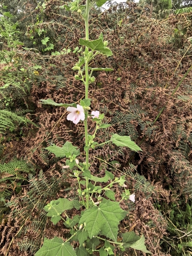 Pavonia columella, photograph 6