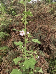 Pavonia columella, photograph author not stated, no rights reserved