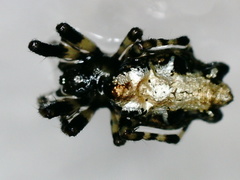 Cyclosa insulana