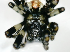 Cyclosa insulana
