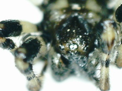 Cyclosa insulana