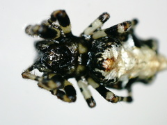 Cyclosa insulana