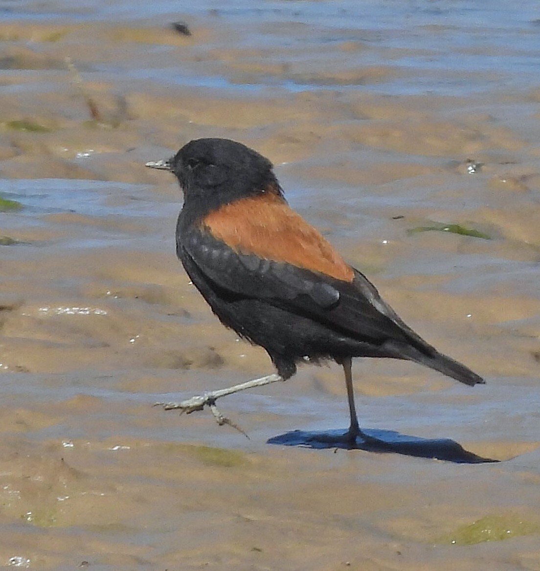 Andean Negrito (Lessonia oreas), photo 2