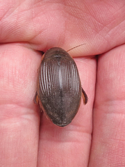 Dytiscus fasciventris
