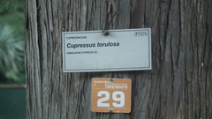 Cupressus torulosa