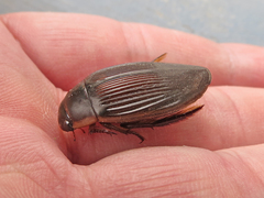 Dytiscus fasciventris