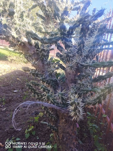tree cholla