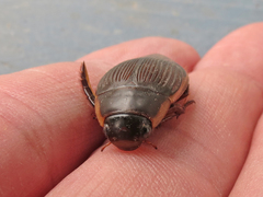 Dytiscus fasciventris