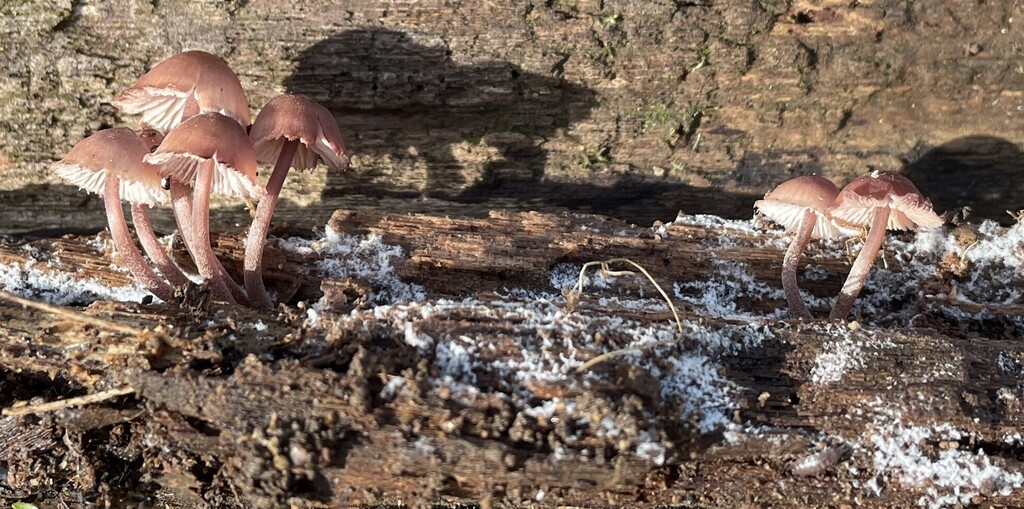 Mycena haematopus · April 2026 · photo: © cotterh (iNaturalist, cc-by)