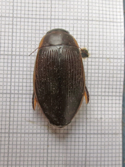 Dytiscus fasciventris