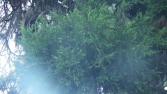 Cupressus torulosa