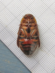 Dytiscus fasciventris