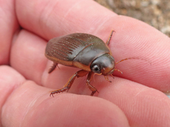 Dytiscus fasciventris