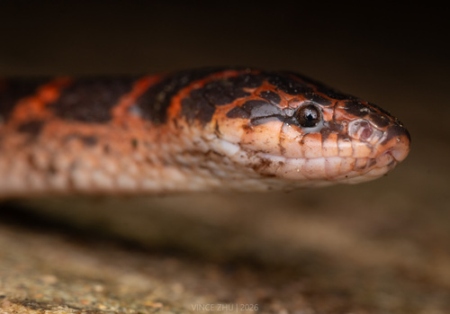 Red-banded Snake