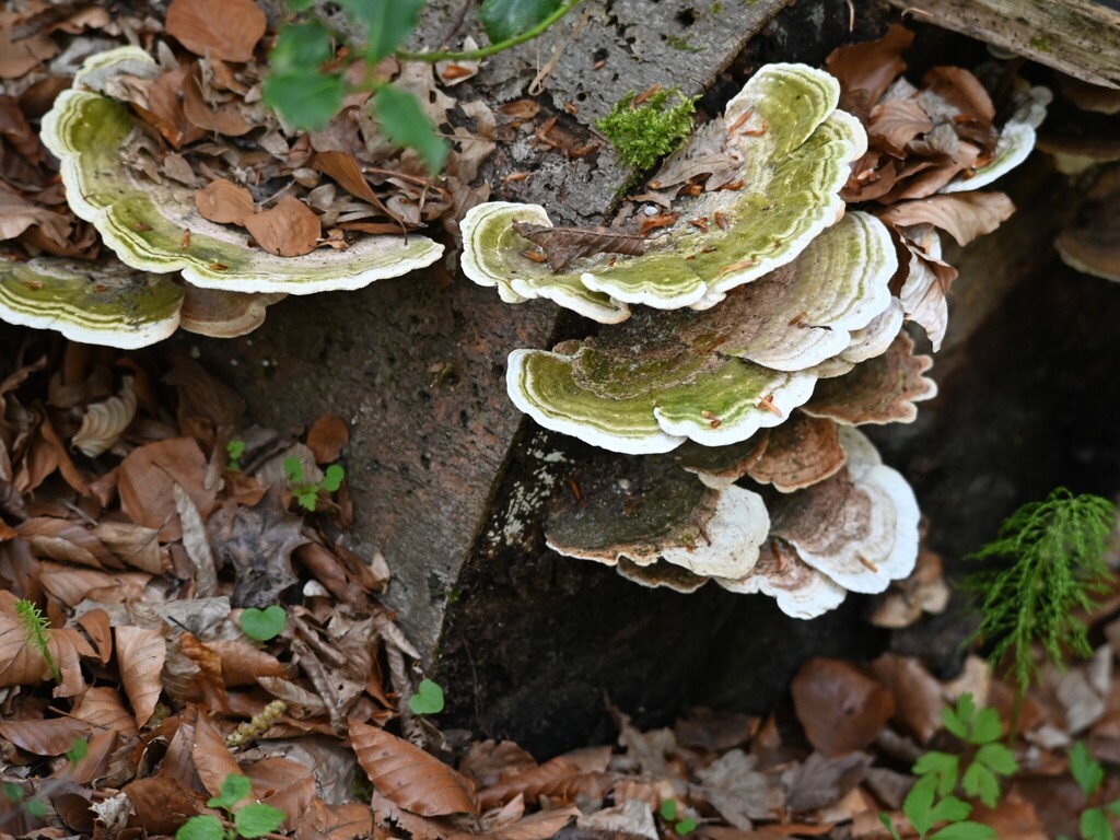 Trametes gibbosa · April 2026 · photo: © anita712 (iNaturalist, cc0)