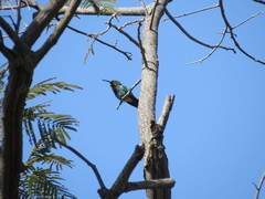 Colibri serrirostris