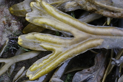 Fucus ceranoides