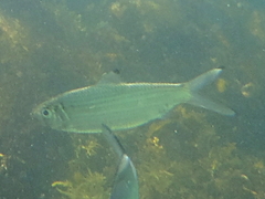 Herklotsichthys castelnaui