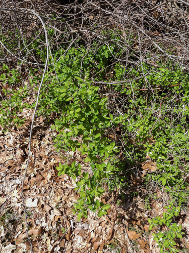 Lonicera morrowii