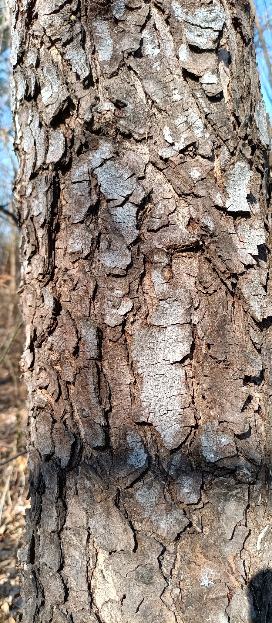 Imagem de Swietenia humilis