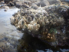 Acropora monticulosa