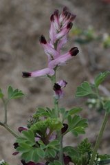 Fumaria muralis boraei