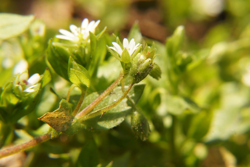 Septoria stellariae