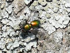 Gymnocheta viridis