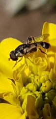 Syritta pipiens