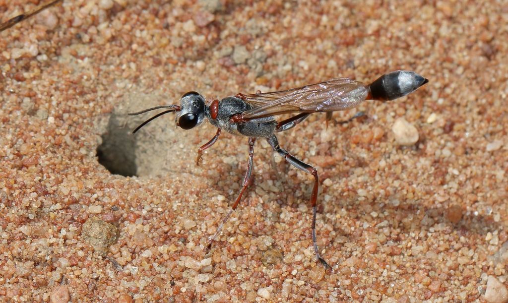 Ammophila fischeri