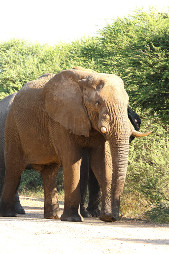 African Savanna Elephant