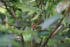 Takydromus kuehnei