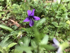 Viola philippica