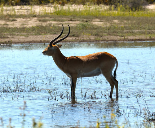 Lechwe