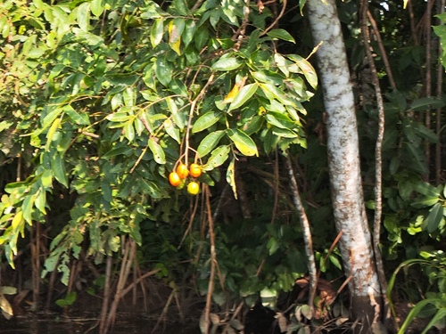 Spondias mombin, photograph 3