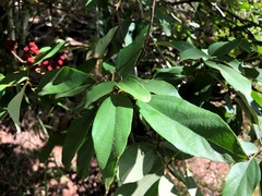 Mallotus philippensis