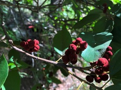 Mallotus philippensis