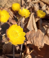 Adonis amurensis