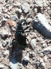 Carabus lusitanicus