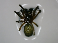 Linyphiidae