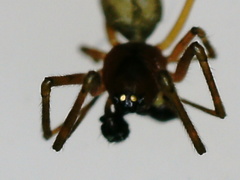 Linyphiidae