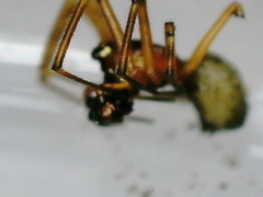 Linyphiidae