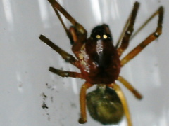 Linyphiidae
