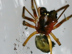 Linyphiidae